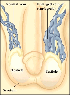 Анатомия мужской мочеполовой системы